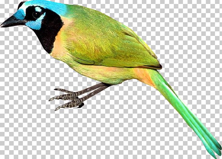 Beak Feather Wing Fauna PNG, Clipart, Amazon Parrot, Animal, Beak, Bird, Blue Free PNG Download
