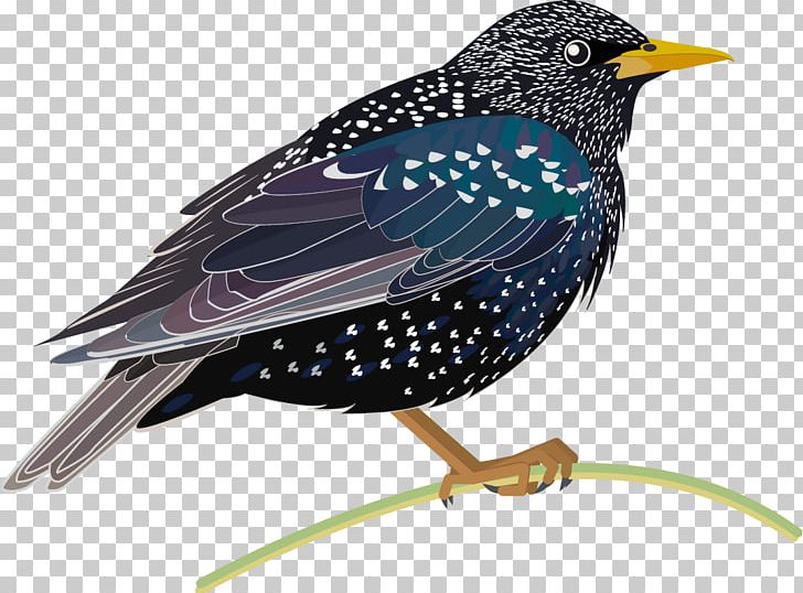 Common Starling Bird Asian Glossy Starling Beak Tasman Starling PNG, Clipart, Animals, Argentine Ant, Asian Glossy Starling, Beak, Bird Free PNG Download