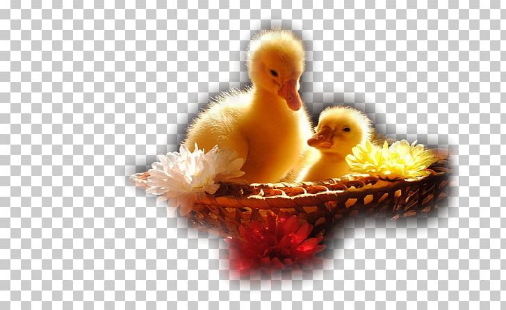 Ducklings Desktop Cute Animals PNG, Clipart, 4k Resolution, 720p, Android, Animals, Asena Free PNG Download