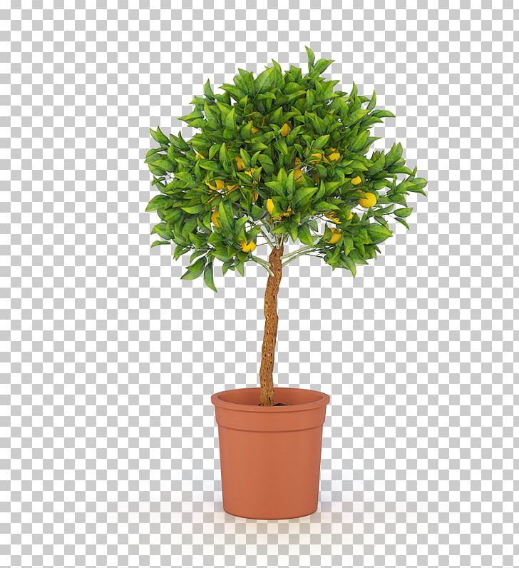 Ficus Microcarpa Weeping Fig Fiddle-leaf Fig Tree Ficus Retusa PNG, Clipart, Bonsai, Common Fig, Evergreen, Ficus Microcarpa, Ficus Retusa Free PNG Download