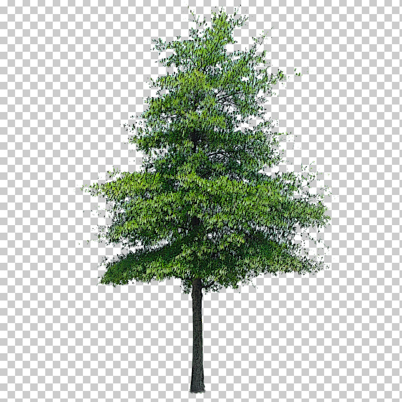 Plane PNG, Clipart, American Larch, Fir, Flower, Green, Lodgepole Pine Free PNG Download