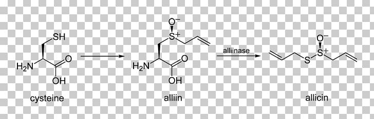 Allicin Alliinase Diallyl Disulfide Garlic PNG, Clipart, Allicin, Alliin, Alliinase, Amino Acid, Angle Free PNG Download