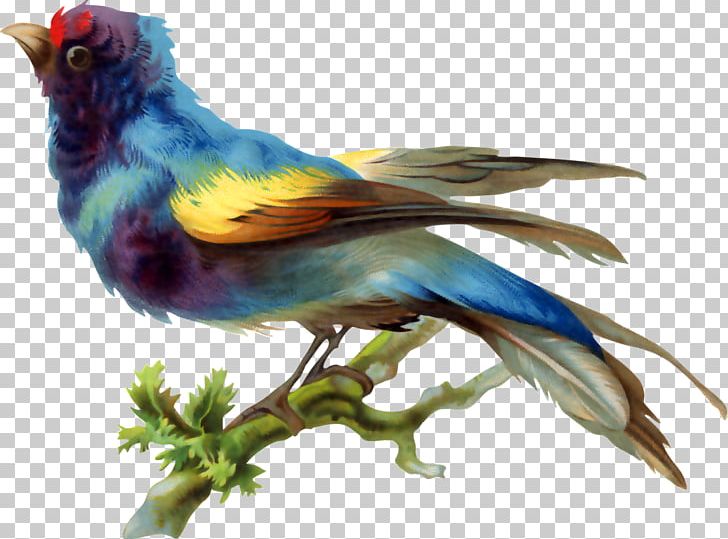Bird Drawing PNG, Clipart, Animals, Art, Beak, Bird, Birds Free PNG Download