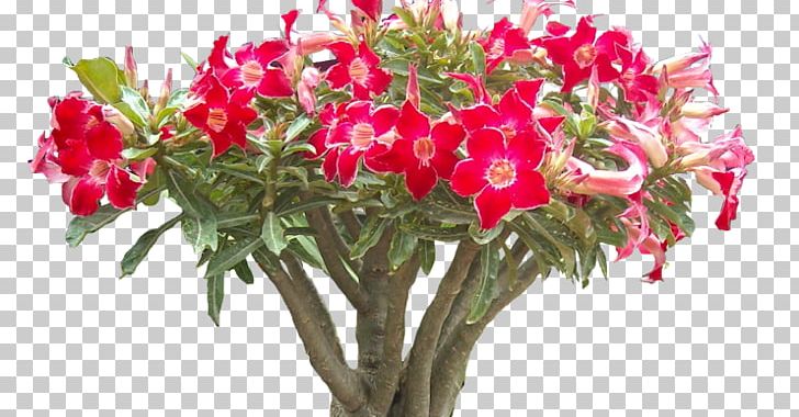 Floral Design Cut Flowers Lily Of The Incas Flower Bouquet PNG, Clipart, Adenium, Adenium Obesum, Architectural, Artificial Flower, Caudex Free PNG Download