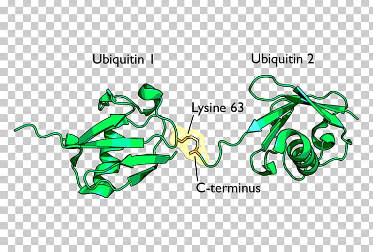 Ubiquitination Lysine Protein Proteasome PNG, Clipart,  Free PNG Download