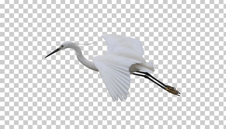 Cygnini Bird Crane Feather Beak PNG, Clipart, Animal, Beak, Bird, Crane, Crane Like Bird Free PNG Download