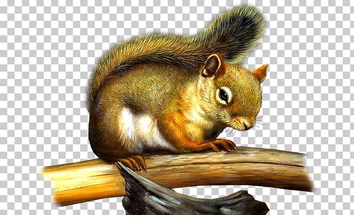 Tree Squirrel Chipmunk Rodent PNG, Clipart, Animal, Animals, Animation, Blog, Chipmunk Free PNG Download