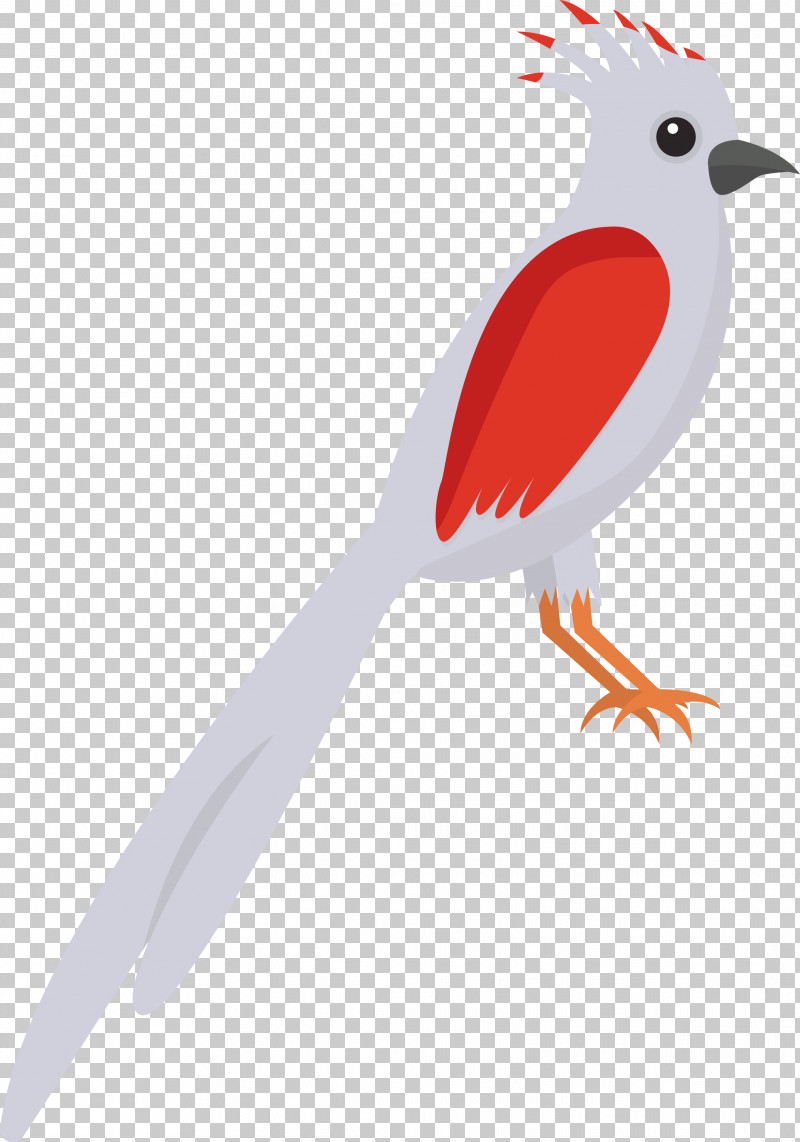 Feather PNG, Clipart, Beak, Biology, Birds, Cartoon Bird, Cute Bird Free PNG Download