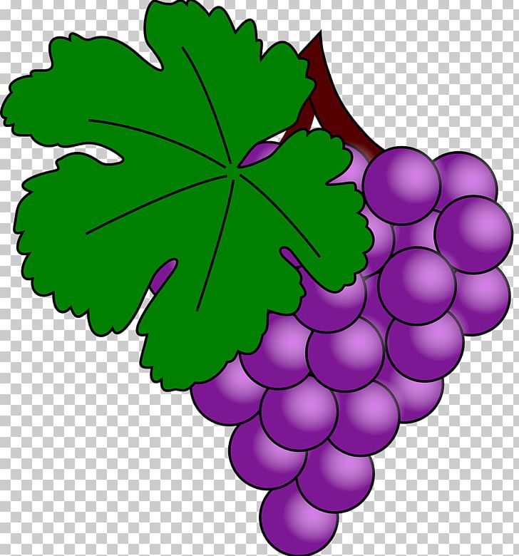 Common Grape Vine Wine PNG, Clipart, Blog, Common Grape Vine, Computer Icons, Download, Flower Free PNG Download
