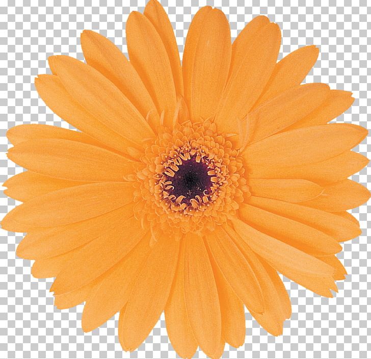 Dallas Rotary International Rotary District 5370 Business Rotary Club Of South Bend PNG, Clipart, Business, Calendula, Chrysanths, Company, Cut Flowers Free PNG Download