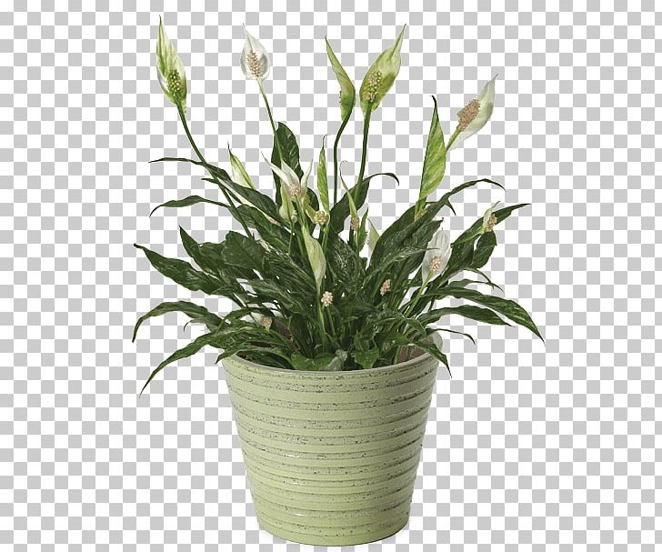 Peace Lily Variegation Houseplant Dwarf Umbrella Tree PNG, Clipart, Cut Flowers, Flower, Flowerpot, Food Drinks, Gift Free PNG Download