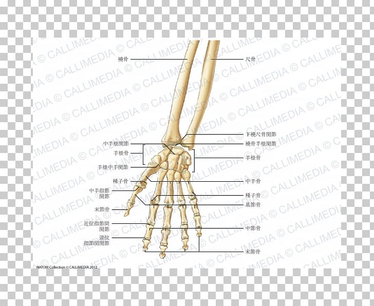 Finger Bone Carpometacarpal Joint Forearm PNG, Clipart, Angle, Anterior, Arm, Bone, Carpal Bones Free PNG Download