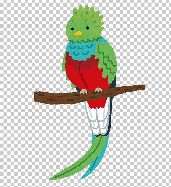 Macaw Resplendent Quetzal いらすとや Bird Png Clipart Animal Animals Beak Bird Child Free Png Download