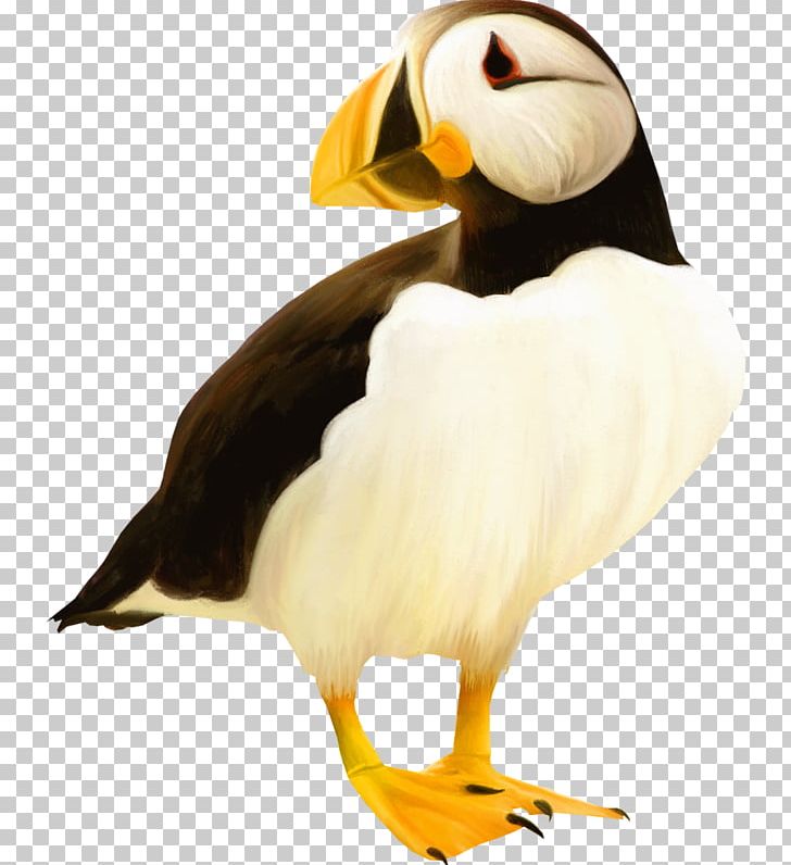 Puffin Bird Beak Toucan PNG, Clipart, Animals, Beak, Bird, Charadriiformes, Download Free PNG Download