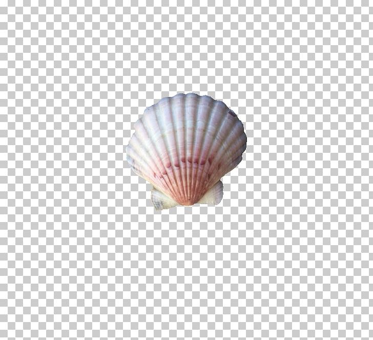 Seashell Conchology Shell Beach Clam PNG, Clipart, Abalone, Animals, Beach, Clam, Cockle Free PNG Download