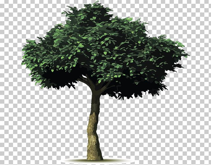 Tree Planting Common Fig Weeping Fig Branch PNG, Clipart, Albero, Arbre, Branch, Common Fig, Evergreen Free PNG Download