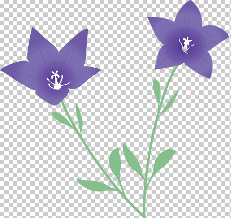 Balloon Flower PNG, Clipart, Balloon Flower, Biology, Flora, Flower, Lavender Free PNG Download