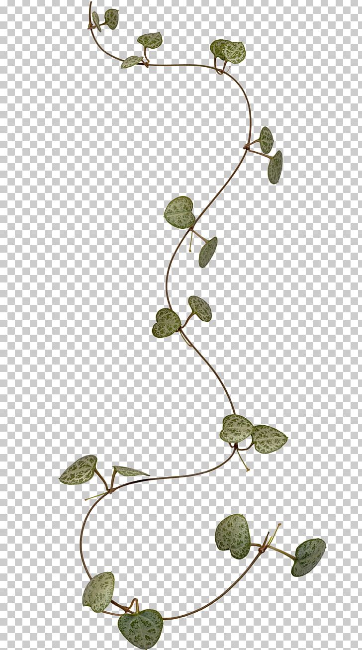 Branch Leaf Liana PNG, Clipart, Bindweed, Branch, Clip Art, Computer Icons, Flora Free PNG Download