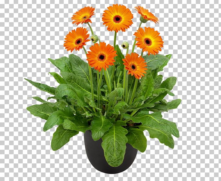 Gardening Flower Hardy Gerbera Garvinea Sweet Collection Plants PNG, Clipart, Annual Plant, Barberton Daisy, Chrysanths, Cut Flowers, Dai Free PNG Download