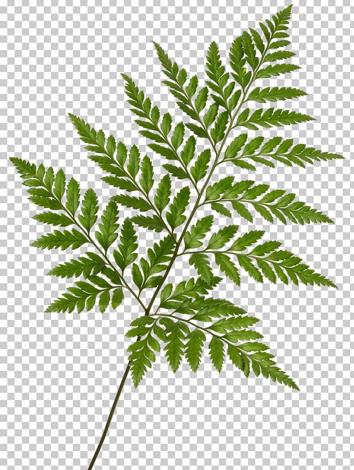 Leaf Rumohra Adiantiformis Fern Frond Printing PNG, Clipart, Acrostichum, Botany, Color, Fern, Ferns And Horsetails Free PNG Download
