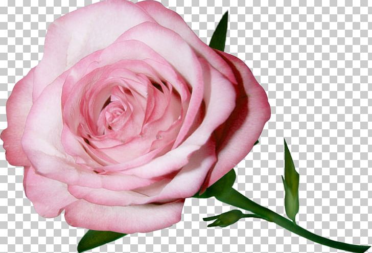 Garden Roses Pink Flower Centifolia Roses Floribunda PNG, Clipart, Centifolia Roses, Common Purslane, Cut Flowers, Floribunda, Floristry Free PNG Download