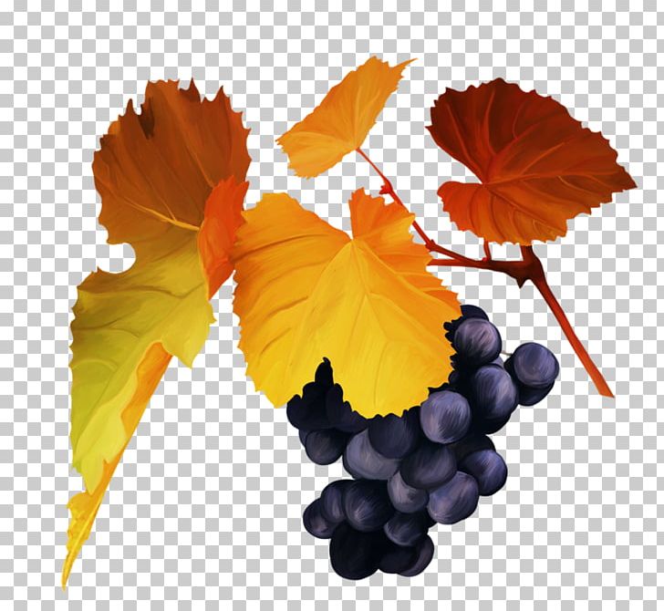 Grape Autumn PNG, Clipart, Autumn, Berry, Black, Color, Download Free PNG Download