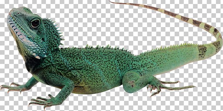 Lizard PNG, Clipart, Lizard Free PNG Download