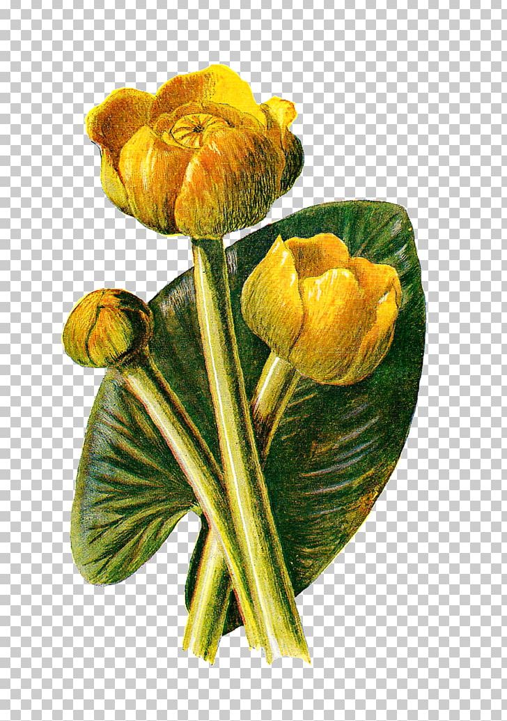 Yellow Water-lily Water Lily Botany Flower PNG, Clipart, Biodiversity Heritage Library, Botany, Bud, Curtiss Botanical Magazine, Cut Flowers Free PNG Download