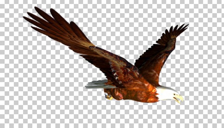 Bald Eagle Flight Bird PNG, Clipart, Accipitriformes, Animals, Beak, Bird Of Prey, Brown Free PNG Download