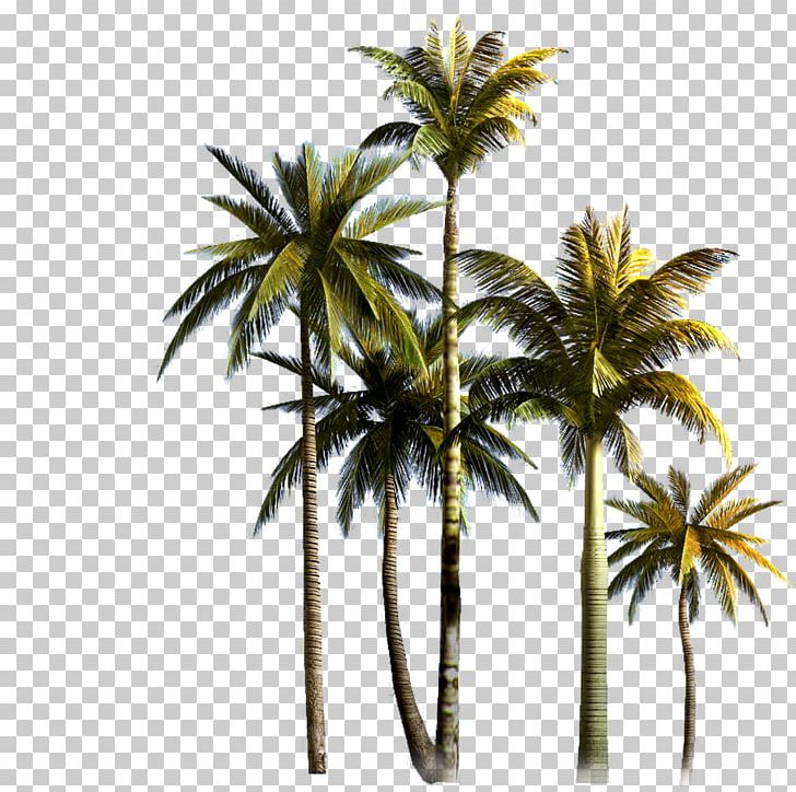 Coconut Tree Asian Palmyra Palm Euclidean PNG, Clipart, Arecaceae, Arecales, Borassus Flabellifer, Coco, Coconut Free PNG Download