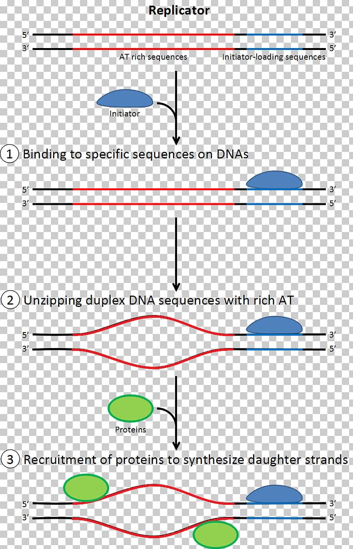 DNA Replication Translation DNA Polymerase Single-stranded Binding Protein PNG, Clipart, Angle, Area, Biology, Bubble Levels, Cell Free PNG Download