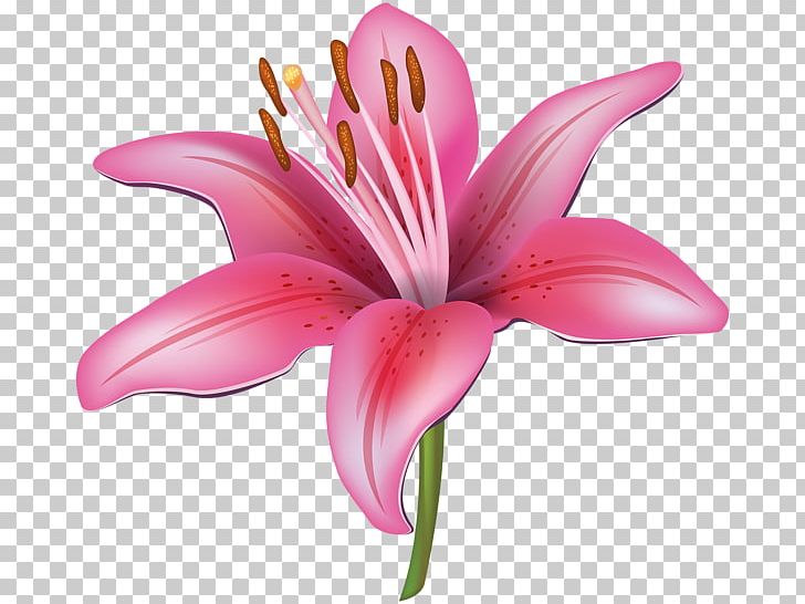 Flower Easter Lily Tiger Lily PNG, Clipart, 8th, Arumlily, Calla Lily, Clip Art, Color Free PNG Download