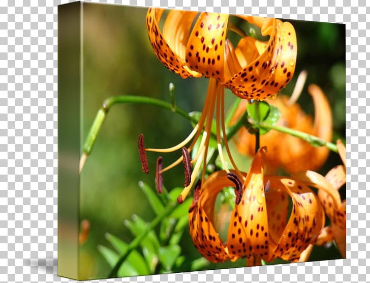Flower Tiger Lily Tattoo Cover-up PNG, Clipart, Art, Arumlily, Body Art, Coverup, Flora Free PNG Download
