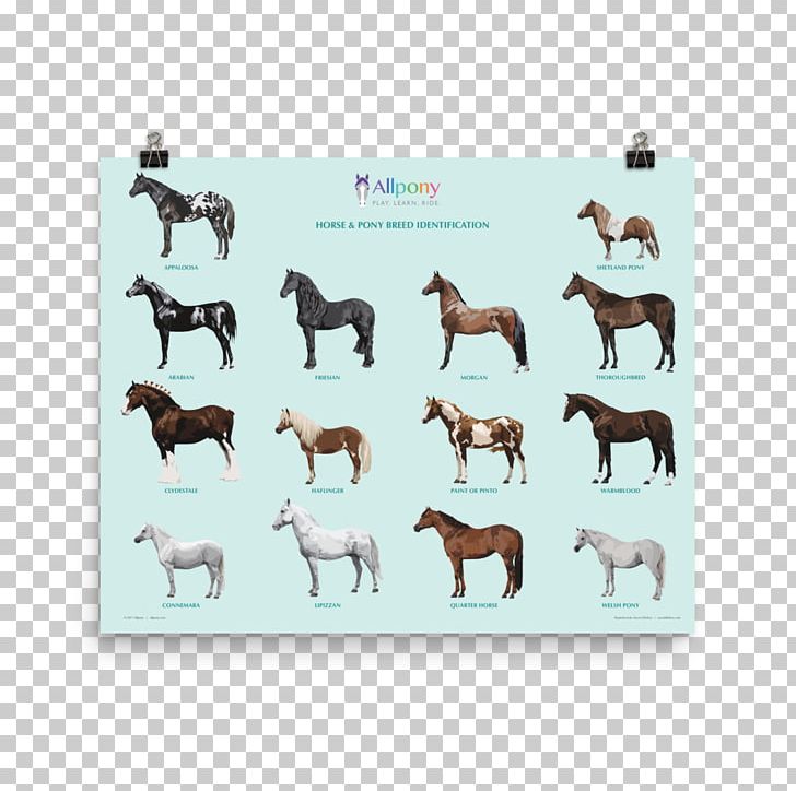 German Shepherd Horse & Pony Breeds Puppy Shetland Pony PNG, Clipart, Breed, Dog, Draft Horse, Drawing, Fauna Free PNG Download