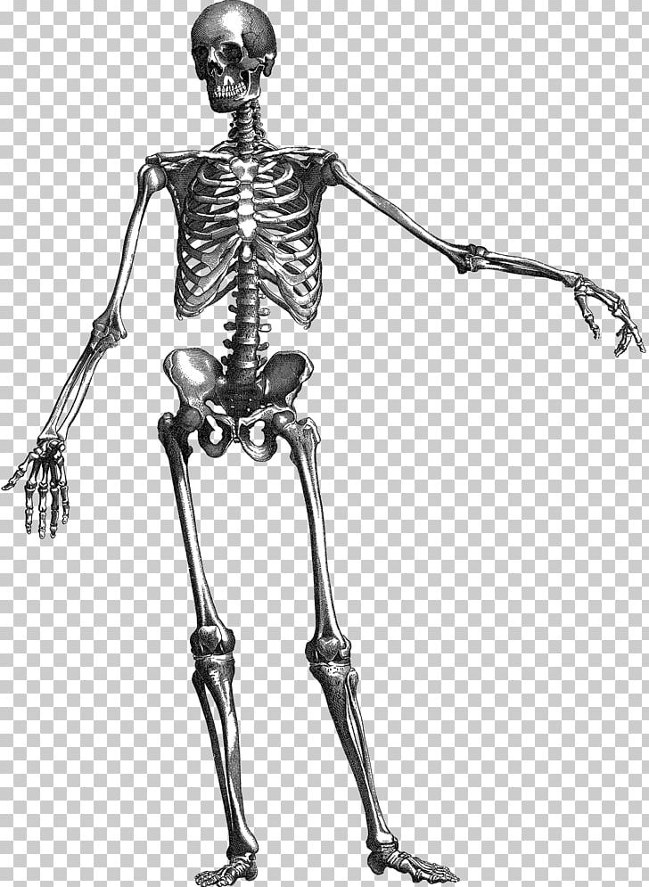 Human Skeleton Skull Anatomy PNG, Clipart, Anatomy, Arm, Art, Black And White, Bone Free PNG Download