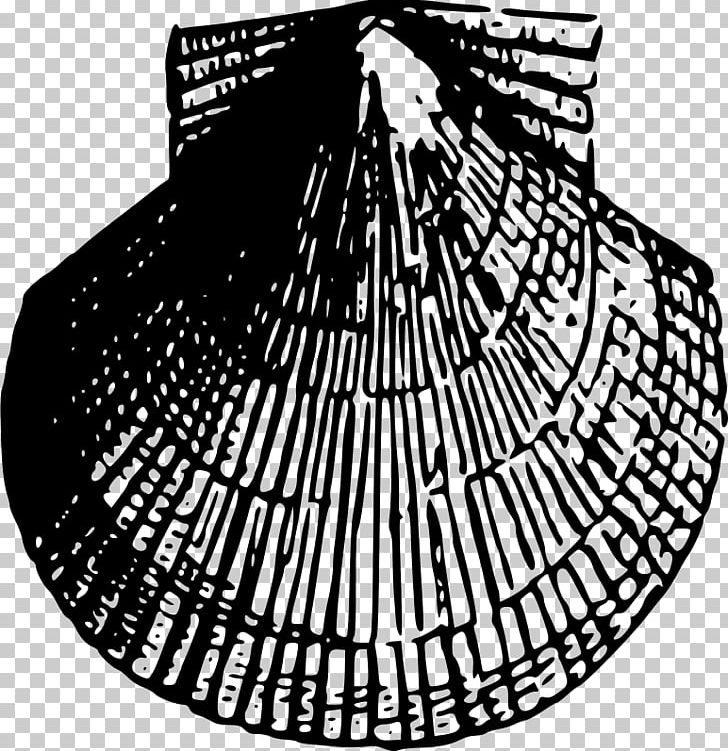 Seashell Mollusc Shell PNG, Clipart, Animals, Beach, Black And White, Circle, Computer Icons Free PNG Download