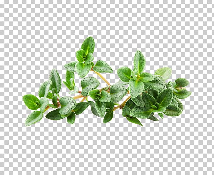 Lemon Thyme Tea Herb Breckland Thyme PNG, Clipart, Breckland Thyme, Common Purslane, Essential Oil, Flavor, Flowerpot Free PNG Download