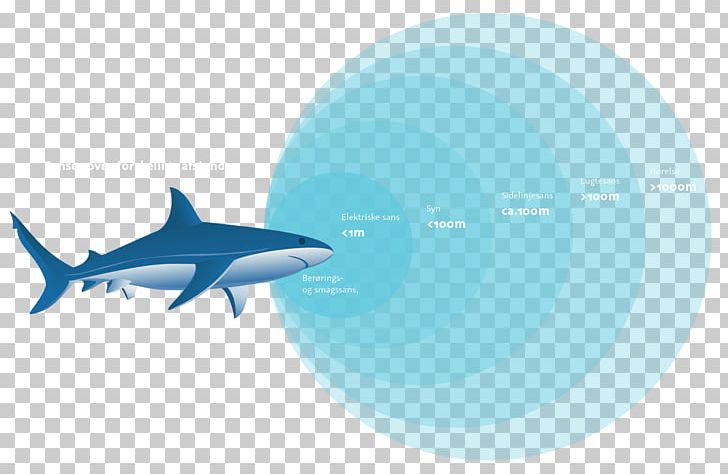 Requiem Sharks Sense Olfaction Odor PNG, Clipart, Animals, Azure, Biology, Blue, Brand Free PNG Download
