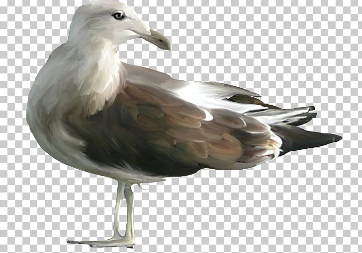 European Herring Gull PNG, Clipart, Anna Sui, Beak, Bird, Charadriiformes, Download Free PNG Download