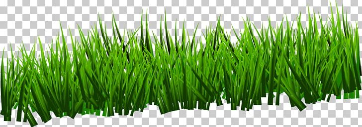 Green Grassland PNG, Clipart, Animation, Background Green, Botany, Cartoon, Commodity Free PNG Download