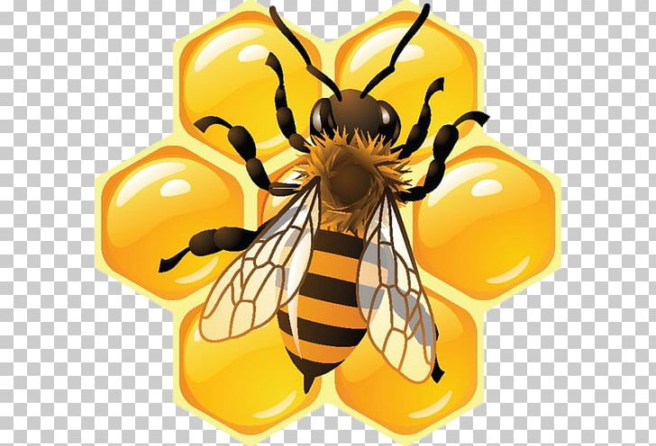 Honey Bee Honeycomb Food PNG, Clipart, Arthropod, Bee, Beehive, Beekeeping, Beeswax Free PNG Download