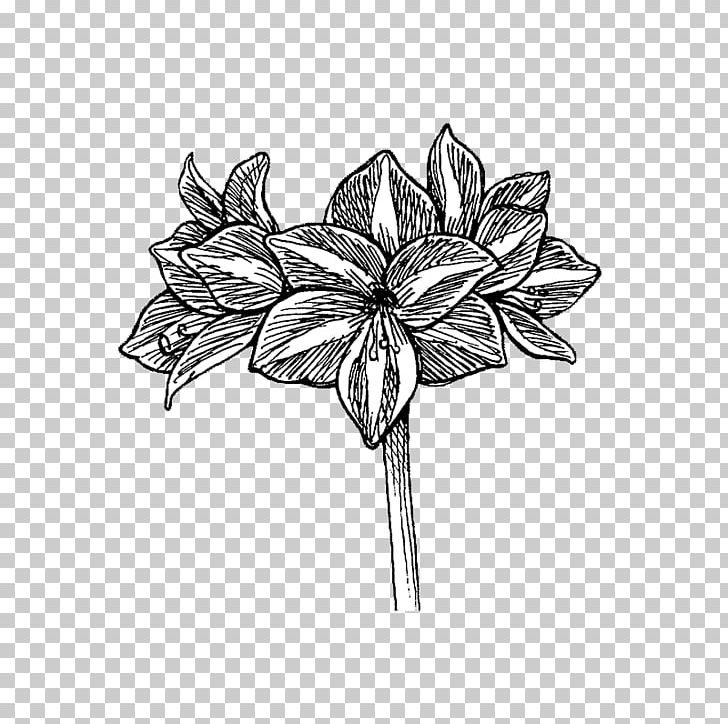 Petal Line Art Leaf White Sketch PNG, Clipart, Amaryllis, Artwork, Black And White, Drawing, Flora Free PNG Download