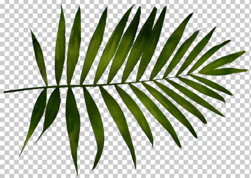 Palm Tree PNG, Clipart, Arecales, Fern, Flower, Leaf, Paint Free PNG Download