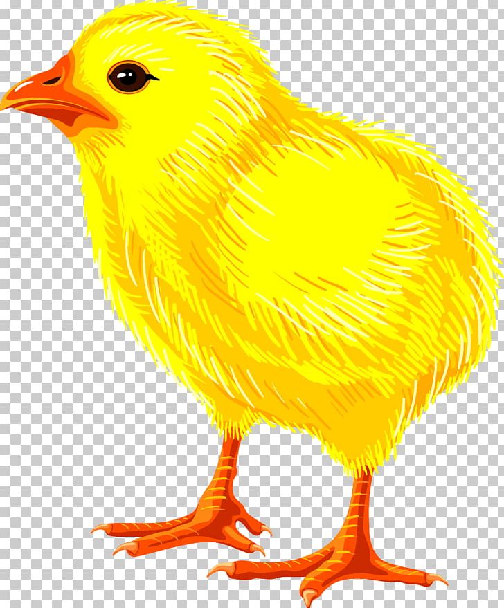 Chicken Drawing PNG, Clipart, Animals, Beak, Bird, Chick, Chicken Free PNG Download