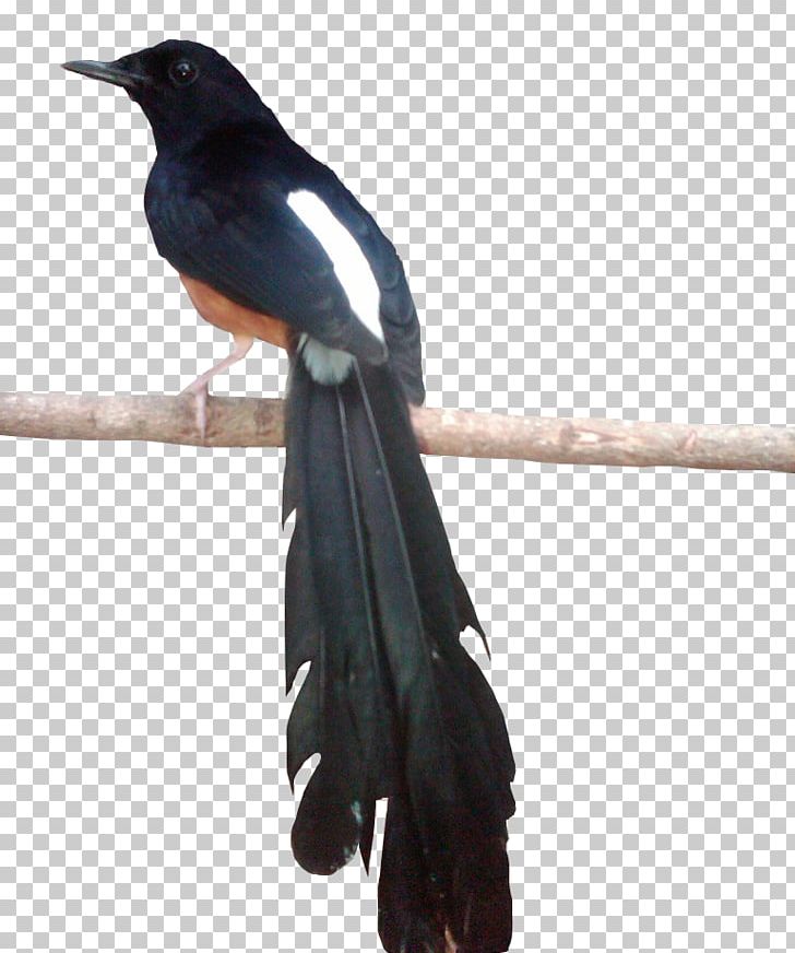 Eurasian Magpie New Caledonian Crow Rook American Crow Bird PNG, Clipart, American Crow, Animals, Beak, Bird, Bird Bird Free PNG Download