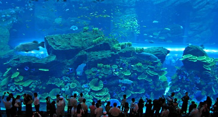 The Dubai Mall Burj Khalifa Dubai Marina Mall Of The Emirates Dubai Aquarium & Underwater Zoo PNG, Clipart, Aquarium, Aquarium Lighting, Burj Khalifa, Computer Wallpaper, Coral Reef Free PNG Download