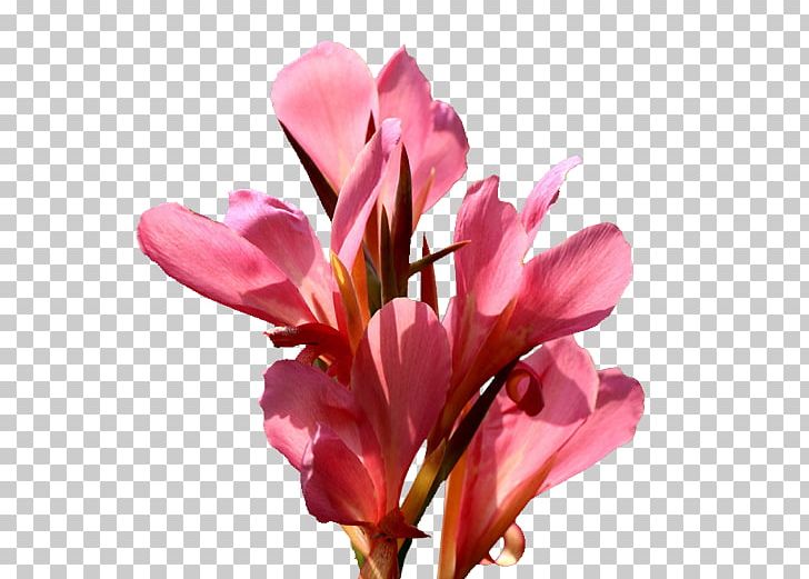 Canna Indica Flower Icon PNG, Clipart, Beautiful, Beautiful Flowers, Big, Big Flower, Blossom Free PNG Download