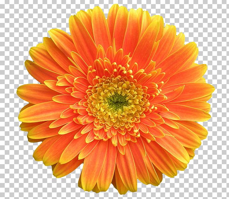 Gerbera Jamesonii Orange Flower Stock Photography Common Daisy PNG, Clipart, Annual Plant, Chrysanths, Color, Common Daisy, Cut Flowers Free PNG Download
