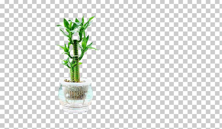 Lucky Bamboo Plant Stem Tropical Woody Bamboos Flowerpot PNG, Clipart, Alibaba Group, Bamboos, Com, Dracaena, Flowerpot Free PNG Download