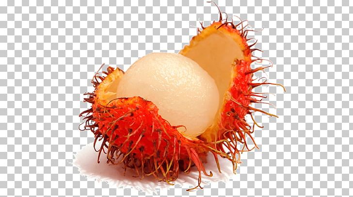 Rambutan Tropical Fruit Lychee Pulasan PNG, Clipart, Carambola, Cashew, Food, Fruit, Fruit Tree Free PNG Download